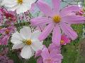 Dwarf Cosmos / Cosmos 